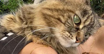 hoelenn pet sitter à LOCMARIA PLOUZANE 29280