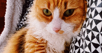 elena pet sitter à LA BARTHE DE NESTE 65250_1