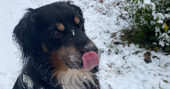 marie pet sitter à ORMESSON SUR MARNE 94490_1