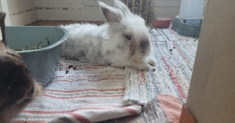 justine pet sitter à NEUILLY SUR MARNE 93330_2
