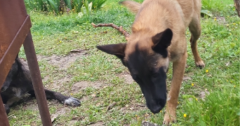 alicia pet sitter à TOUET DE L ESCARENE 06440_1