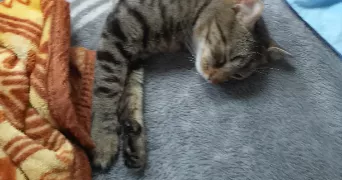 dounia pet sitter à GENNEVILLIERS 92230