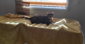 nadine pet sitter à PLANCOET 22130_2