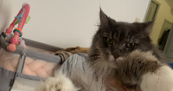 victoria pet sitter à MENTON 06500_3