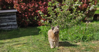 marlene pet sitter à AUNEAU BLEURY ST SYMPHORIEN 28700_29