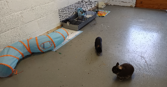 alexis pet sitter à VILLENEUVE LE ROI 94290_4