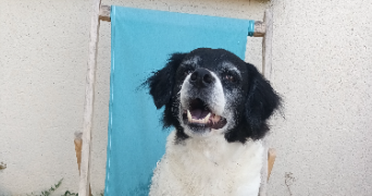 juliette pet sitter à PORNIC 44210_1