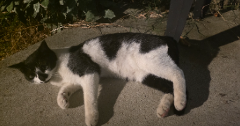 tristan pet sitter à POMPIGNAC 33370_7