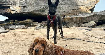 ilona pet sitter à Saint mar de loquenay 72440_2