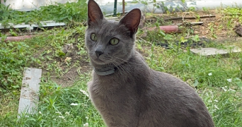 caitlin pet sitter à MARNES LA COQUETTE 92430_2