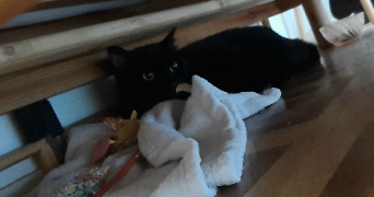 audrey pet sitter à CERGY 95800_8