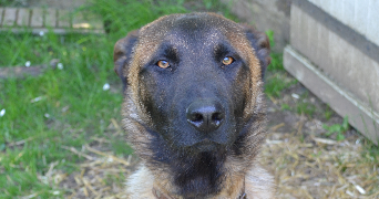 laurent pet sitter à montreuil le henri 72150_0