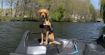 malik pet sitter à CAEN 14000_1