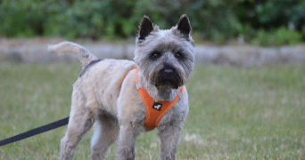yaëlle dog sitter à LA CHAPELLE SUR ERDRE 44240_2
