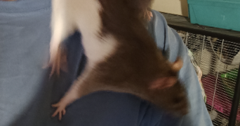 léo dog sitter à MOURENX 64150_5