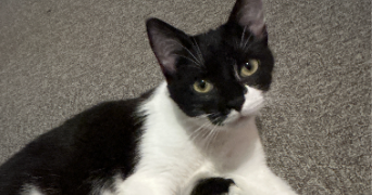 marie pet sitter à BEUVRY 62660_0