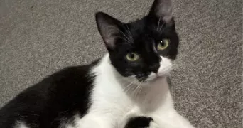 marie pet sitter à BEUVRY 62660