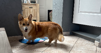 océane pet sitter à Bailleul 59270_2