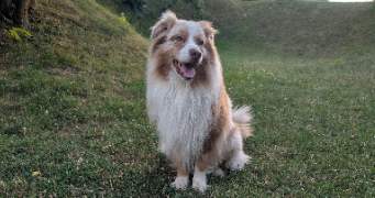 robin pet sitter à jouy le moutier 95280_1