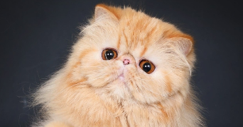 laurent pet sitter à ARRAS 62000_0