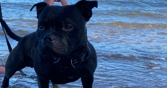 manon pet sitter à BURBURE 62151_8