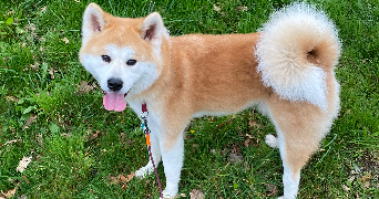 valérie pet sitter à BREAL SOUS MONTFORT 35310_5