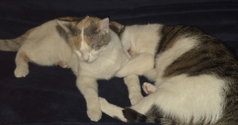 clotilde pet sitter à SAONE 25660_1