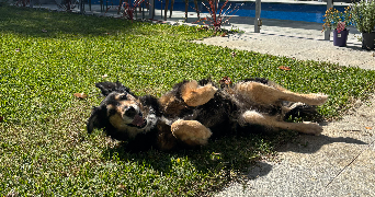 justine pet sitter à NICE 06000_7