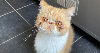 charlotte pet sitter à BOULOGNE SUR MER 62200_7