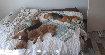 aurelie pet sitter à COURTOMER 77390_3