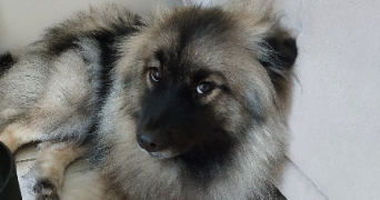 amélie pet sitter à Condat sur Vienne 87920_6