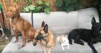 alison pet sitter à CLICHY SOUS BOIS 93390_1