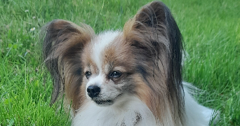 thomas pet sitter à EVREUX 27000_1