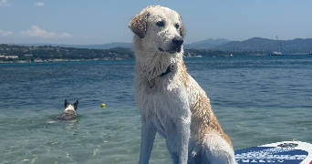 clara pet sitter à ALLAUCH 13190_1