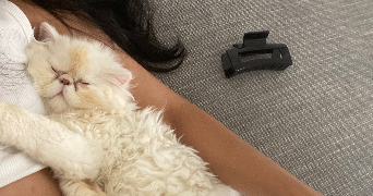 cahya pet sitter à ST GERMAIN LES CORBEIL 91250_9
