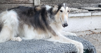 lola pet sitter à CLICHY 92110_0