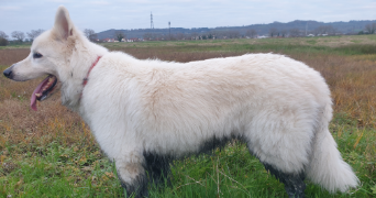 stéphanie pet sitter à Sées 61500_2