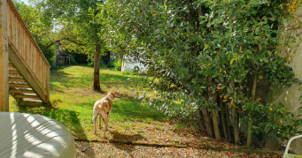 julie pet sitter à LES PONTS DE CE 49130_8