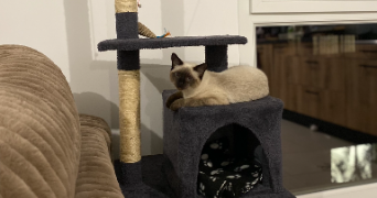 céline pet sitter à BRON 69500_1