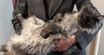 iuliia pet sitter à COLOMBES 92700_6