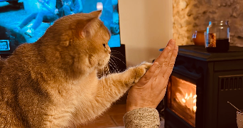 alexia pet sitter à Olonzac 34210_4