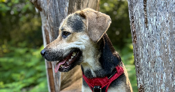 mélanie pet sitter à MERIGNAC 33700_2