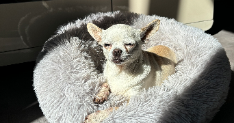 melivan pet sitter à LALLAING 59167_2