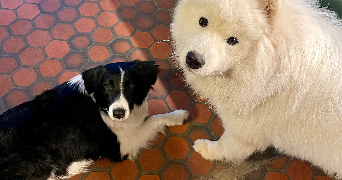 marine pet sitter à Riom 63200_2