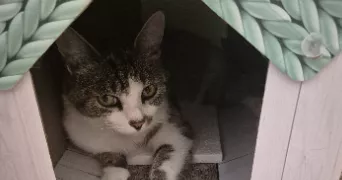 jessica pet sitter à ROMBAS 57120