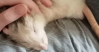océane pet sitter à PARIS 20 75020_2