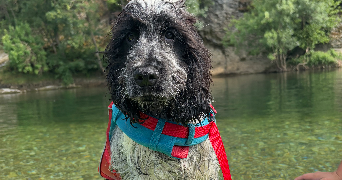 jade pet sitter à SORGUES 84700_1