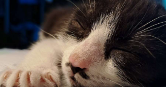 joanna pet sitter à ROUEN 76000_7