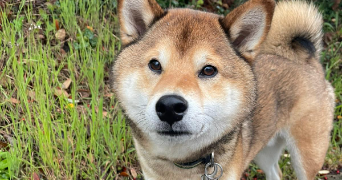 clemence pet sitter à SURESNES 92150_1