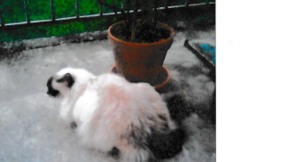 nadine pet sitter à Arcueil 94110_11